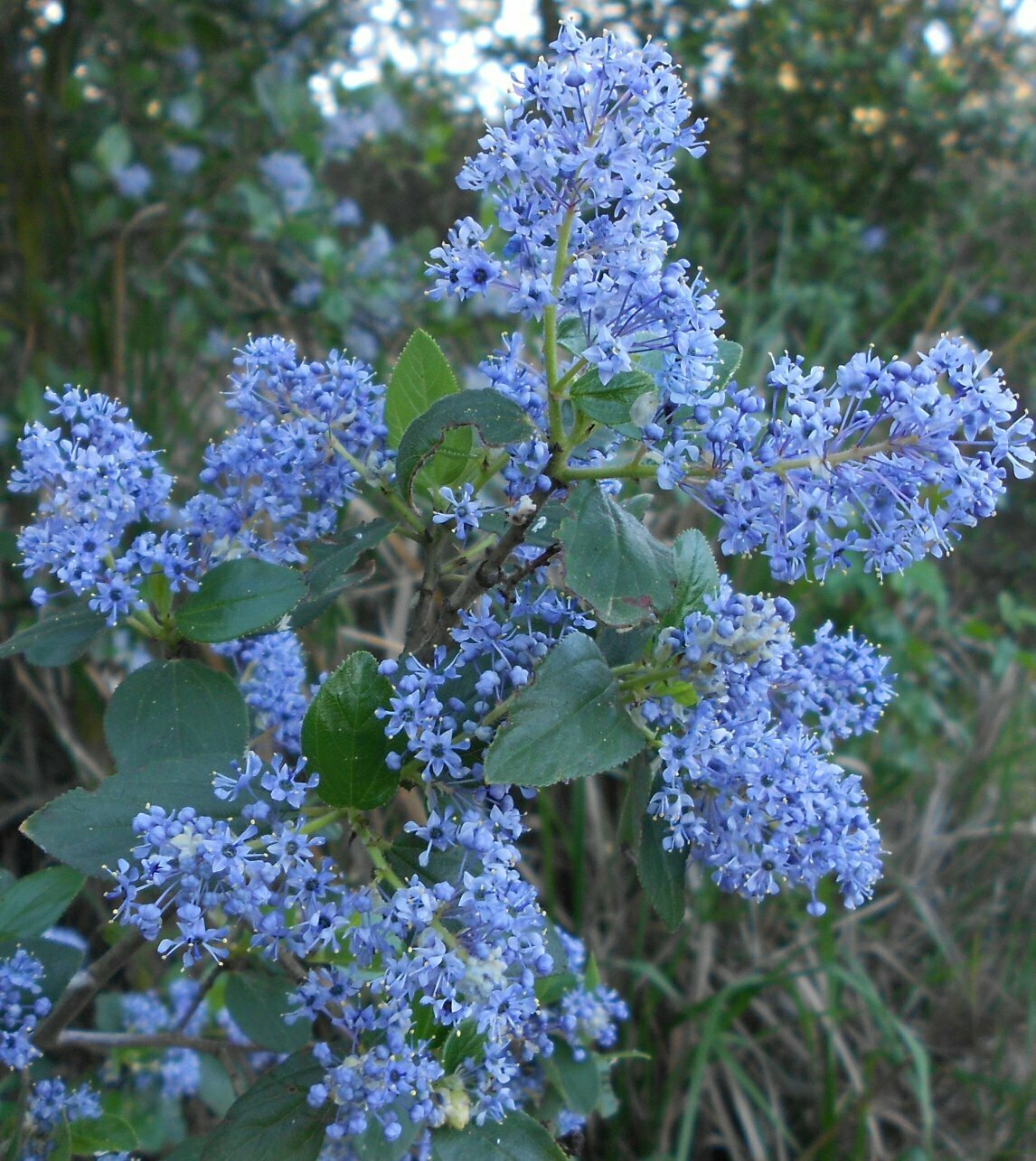 High Resolution Ceanothus oliganthus Flower